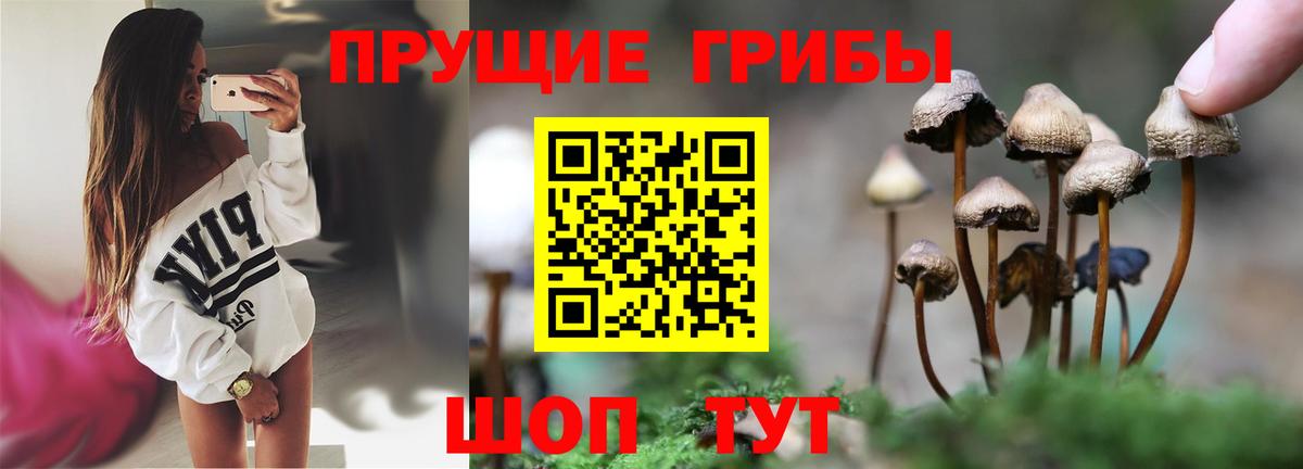 Галлюциногенные грибы Psilocybine cubensis  Кировск 